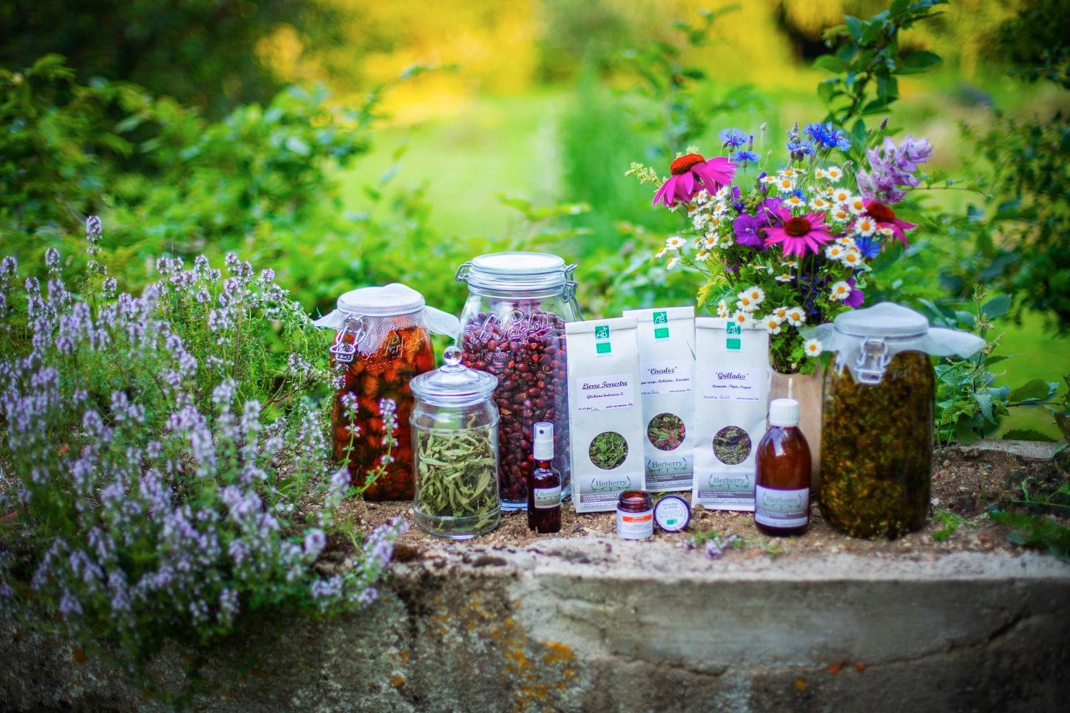 Plantes aromatiques HERBERRY Plantes aromatiques HERBERRY
