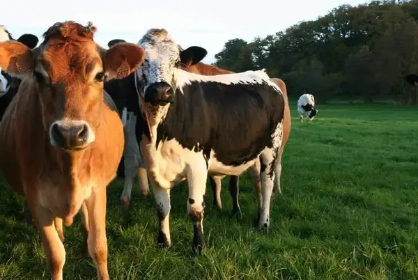 Ferme du Val d'Osseux
