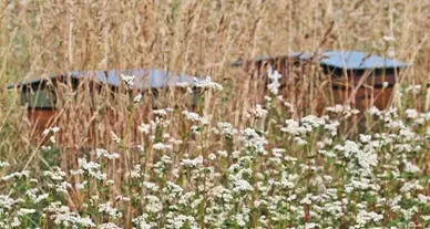 En mars, défendons la biodiversité jusque dans notre assiette
